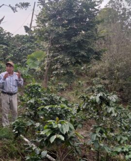 Tour plantación de café Xela